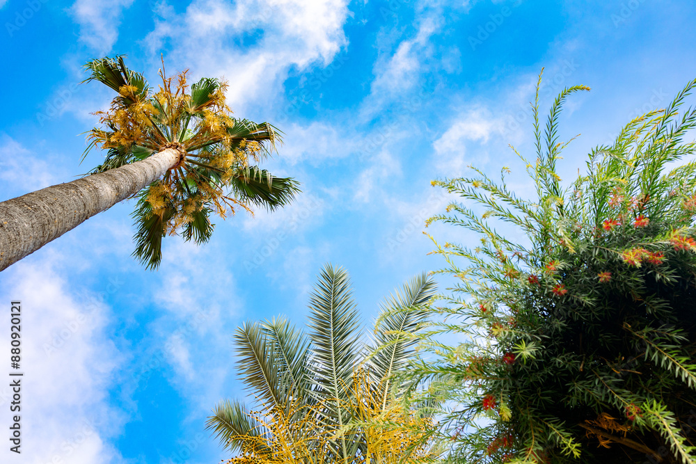 Green palm leaves against blue sky. Palm trees in backlit summer sunlight. View from bottom to top. High quality photo Green palm leaves against blue sky. Palm trees in backlit summer sunlight. View from bottom to top. High quality photo