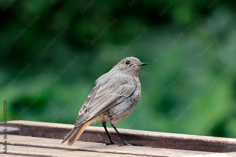 Ein Gartenrotschwanz auf einem Gartenmöbel in typischer Pose
