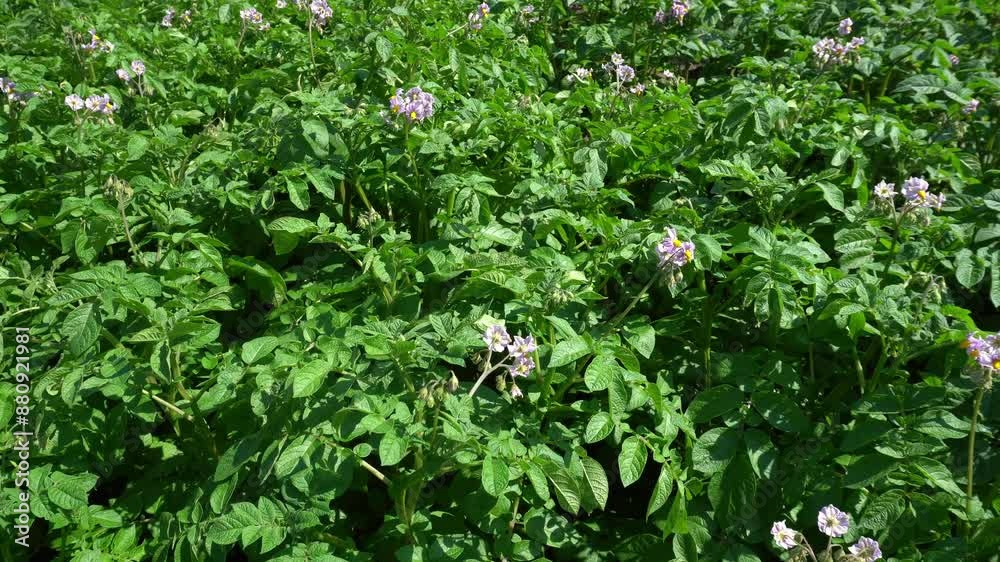 field with flowering potato bushes. powerful young branches and leaves grow in the garden. field with flowering potato bushes. powerful young branches and leaves grow in the garden.