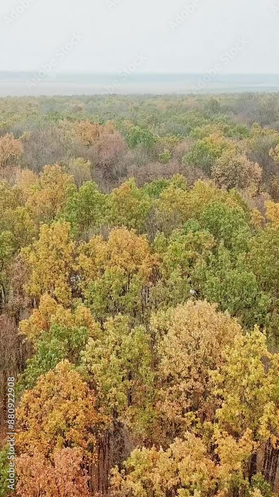 Flight over the tops of autumn forest. Drone view of colorful landscape of trees under the blue sky in fall season. Flight over the tops of autumn forest. Drone view of colorful landscape of trees under the blue sky in fall season.