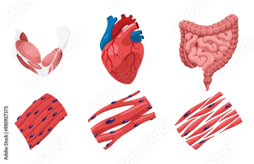 Types of muscle cells include skeletal, smooth, and cardiac muscles. Each muscle specialized for different functions. Medical poster design illustration. Science educational symbol