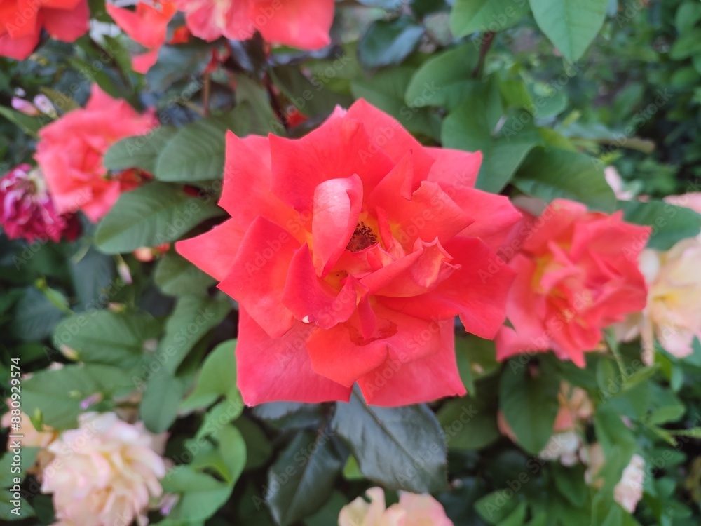 wonderful roses wonderful roses
