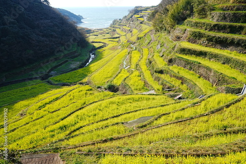Obraz na płótnie Spring time of Doya Tanada or Rice Terrace in Nagasaki, Japan - 日本 長崎 土谷棚田 w salonie