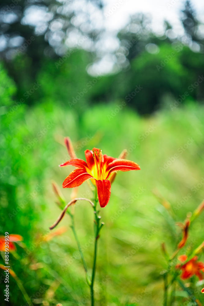 Wonderful Tiger Lily Lilium Lancifolium Standing on a Green Field in Nature Wonderful Tiger Lily Lilium Lancifolium Standing on a Green Field in Nature