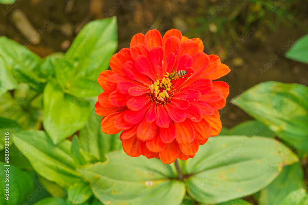 Large-scale planting of multi-colored flowers Large-scale planting of multi-colored flowers