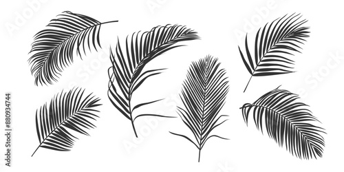 Palm leaf silhouette, outline or shadow isolated on white background. Grey palm leaves.