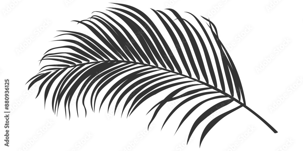 Fototapeta premium Palm leaf silhouette, outline or shadow isolated on white background. Grey palm leaves.