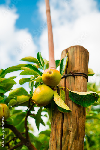 Biological Grown Green and Red Apples Growign on a Tree Near a Wooden Support Pole Close to Seasonal Harvest photo