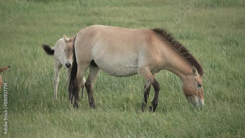 Przewalski Pferd Mongolei Mongolisches Wildpferd