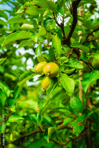 Unripe Fresh Green Appleson the Branches Hanging Down a Juicy Tree Growing to be Harvested Soon