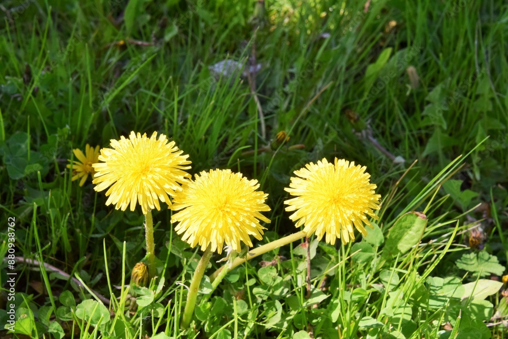 yellow dandelion in early spring yellow dandelion in early spring