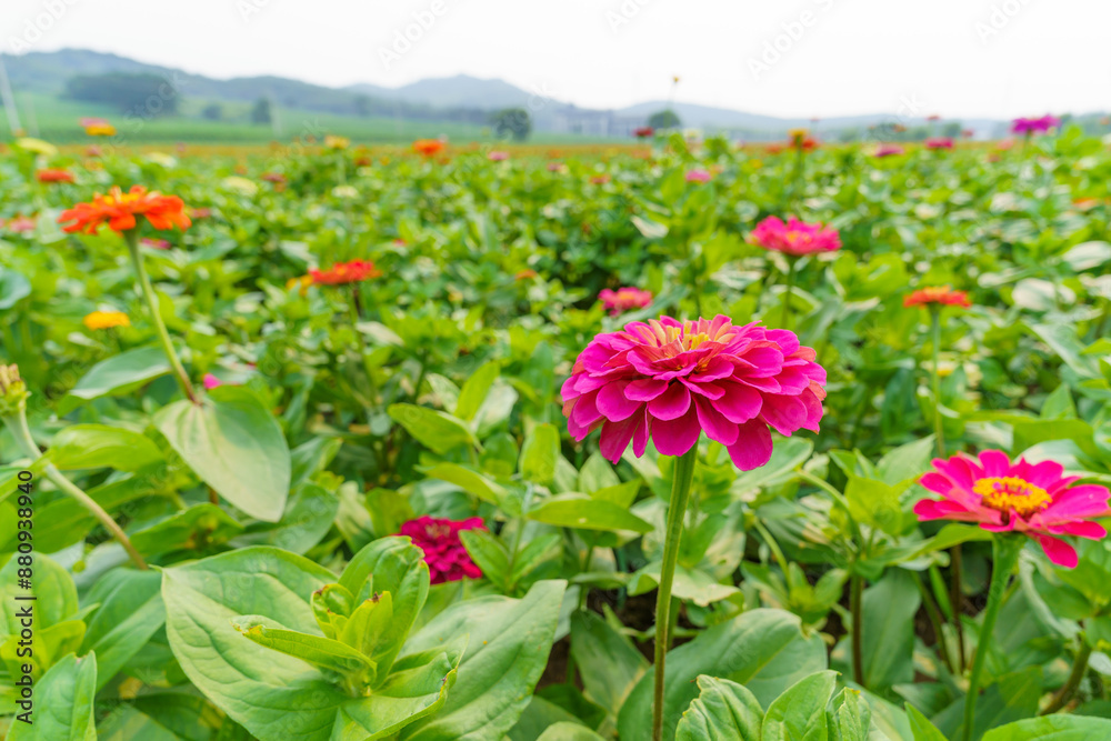 Large-scale planting of multi-colored flowers Large-scale planting of multi-colored flowers