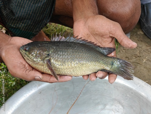 Freshly catches, live giant climbing perch fish in hand. photo