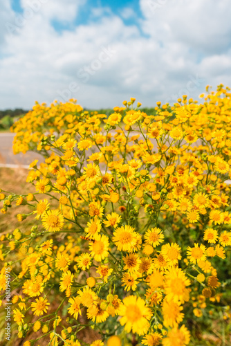 Bush of Yellow Heterotheca Subaxillaris Tephroseris Flowers Growing on a Field on a Hot Sunny Summer Day Close Up photo