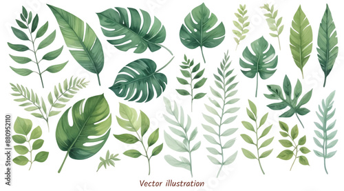 Monstera plants leaf set on an transparent background, watercolor vector illustration. Wedding frame elements collection. Elegant foliage design for wedding, card, invitation, greeting, banner.