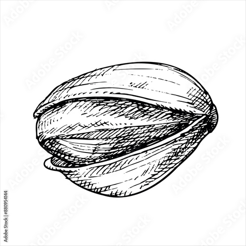 Pistachio nut graphic vector illustration . Botanical drawing sketch stylized. Isolated. Hand drawn, suitable for food packaging design photo