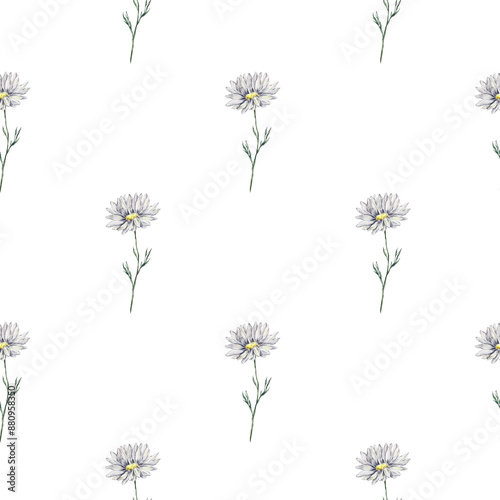 Wild field flowers watercolor pattern. Cute floral seamless texture with chamomile, background. Meadow plants