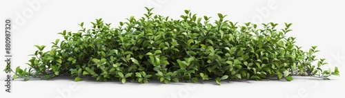 3D Rendered Lush Green Bush on White Background, 3D model , bush , green foliage , plant