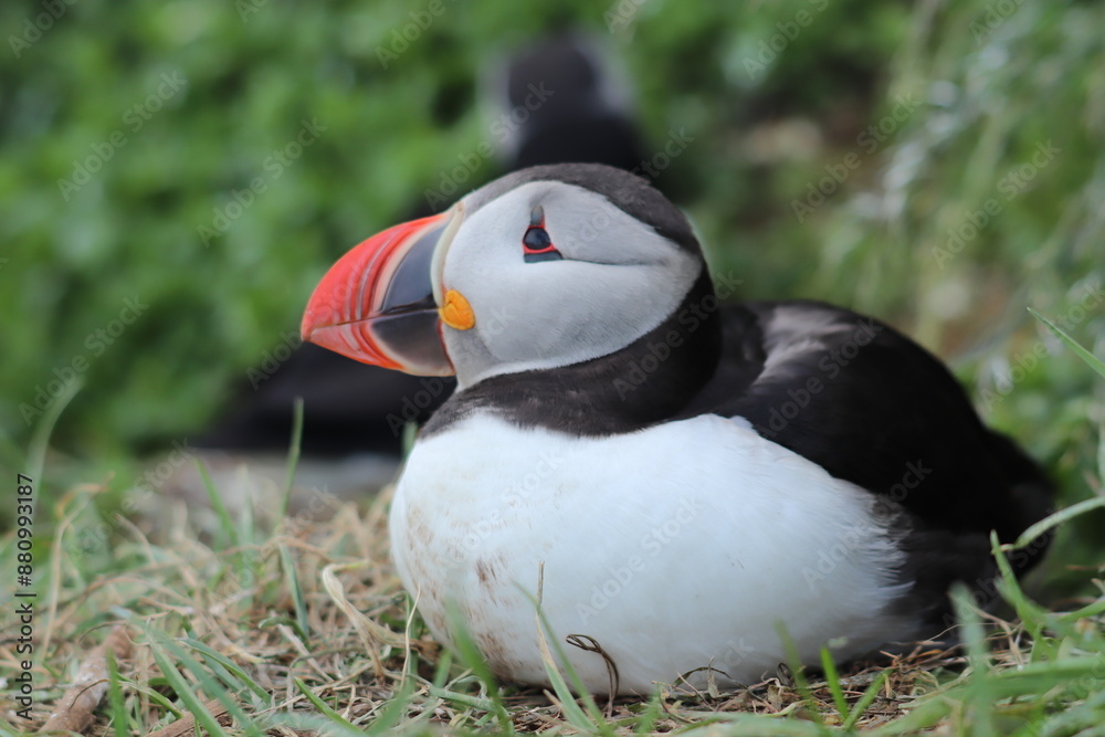 Naklejka premium Puffin Colony at Borgarfjörður eystri, Iceland