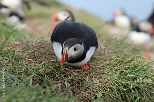 Puffin Colony at Borgarfjörður eystri, Iceland
