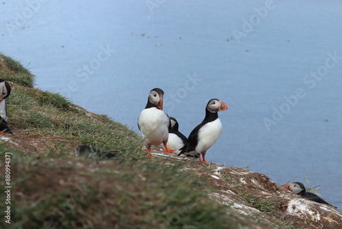 Puffin Colony at Borgarfjörður eystri, Iceland