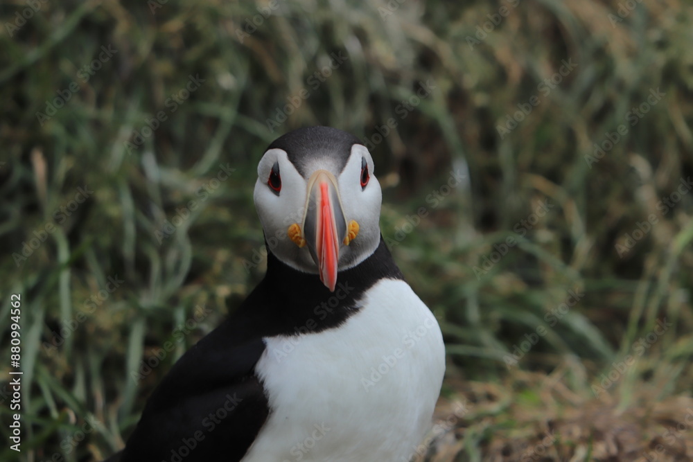 Naklejka premium Puffin Colony at Borgarfjörður eystri, Iceland