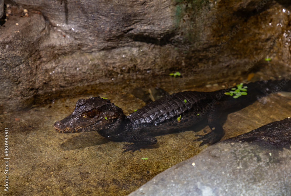 Cuvier's Dwarf Caiman