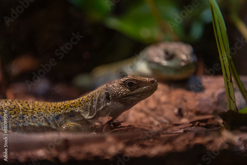 Obraz na płótnie Wall Lizard w salonie