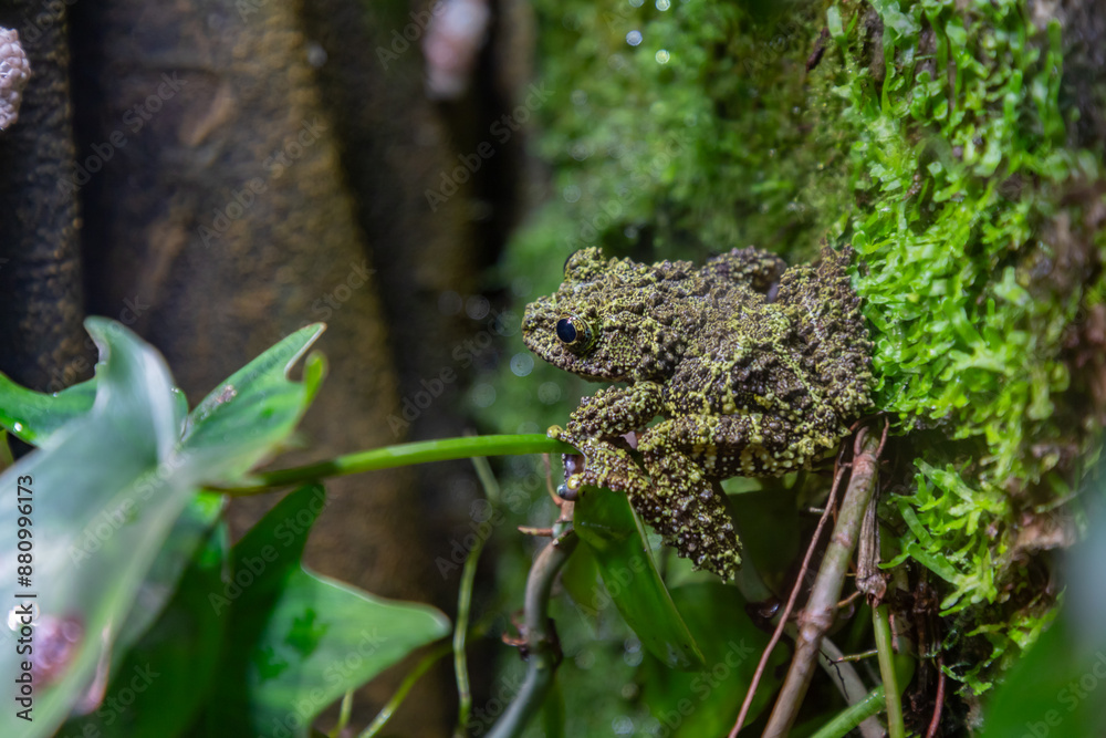Mossy Frog