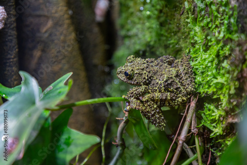 Obraz na płótnie Mossy Frog w salonie