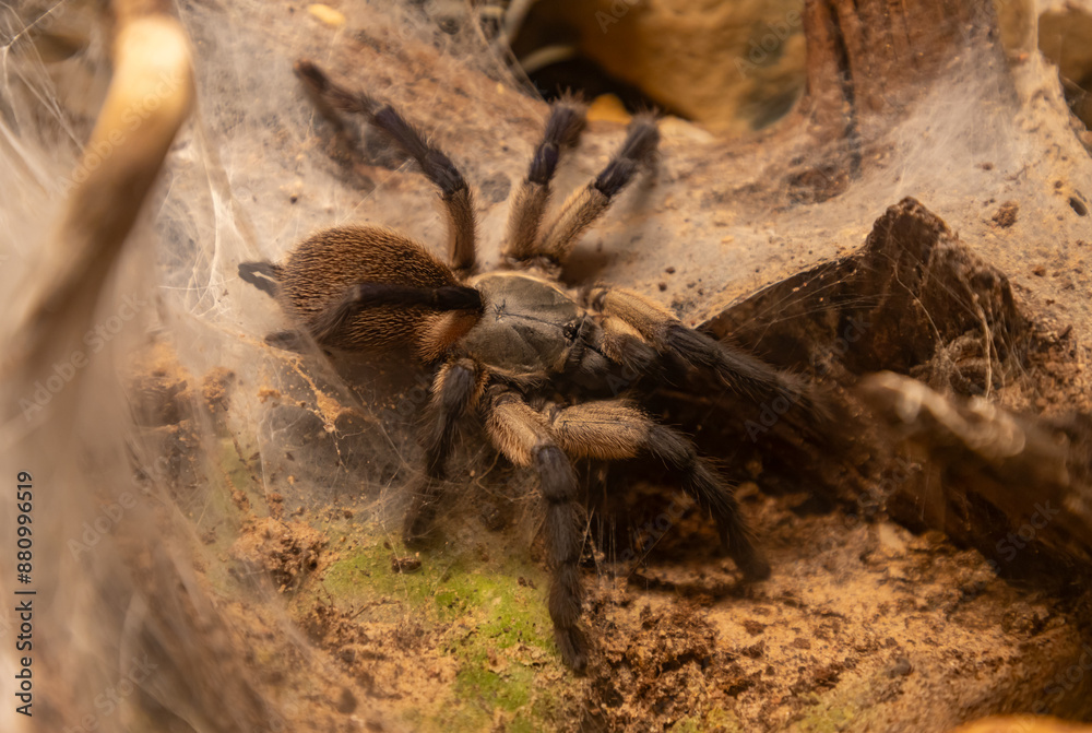 Tarantula