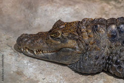 Obraz na płótnie Crocodile w salonie