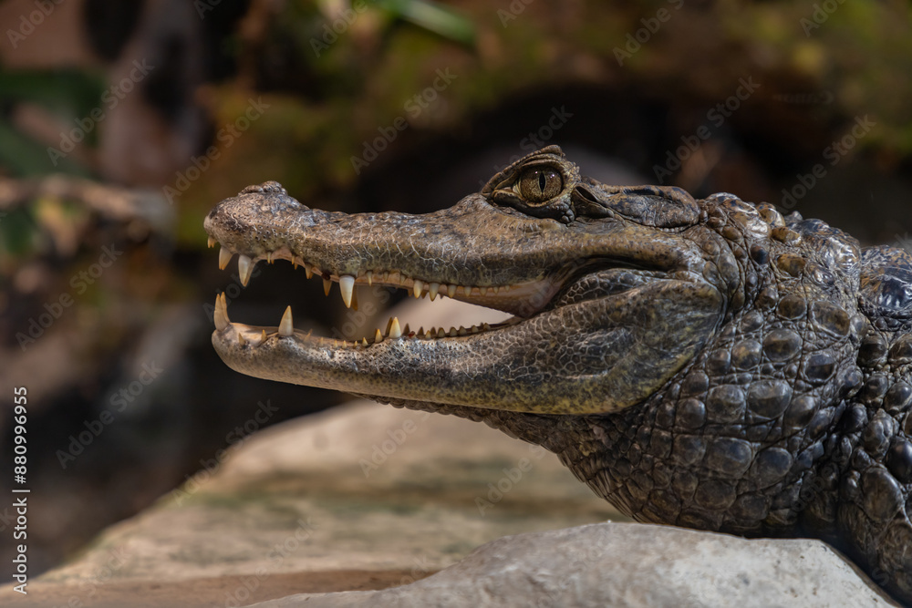 Crocodile