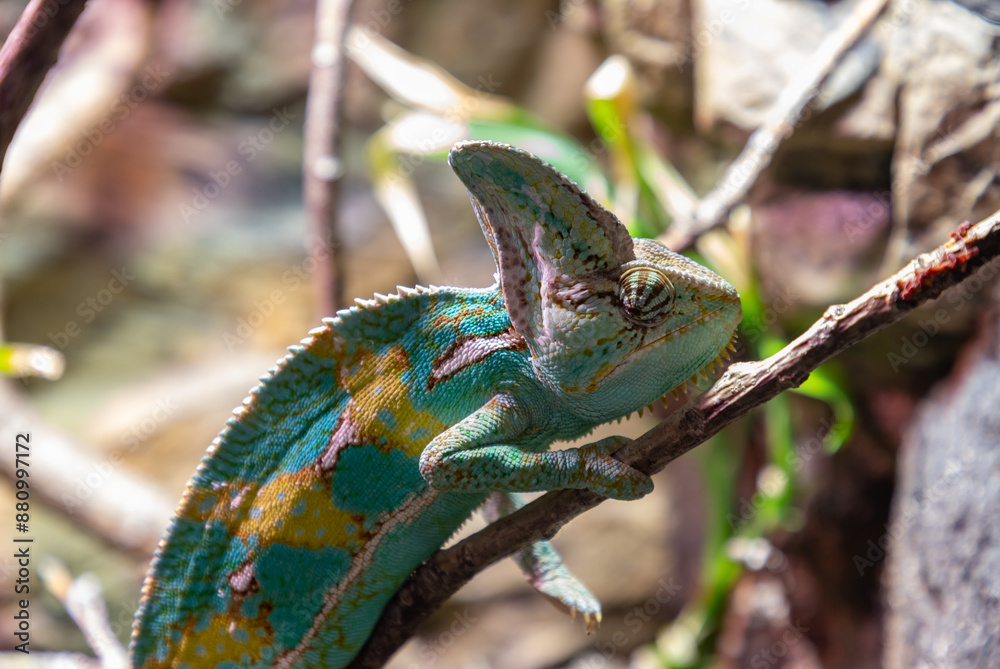 Veiled Chameleon