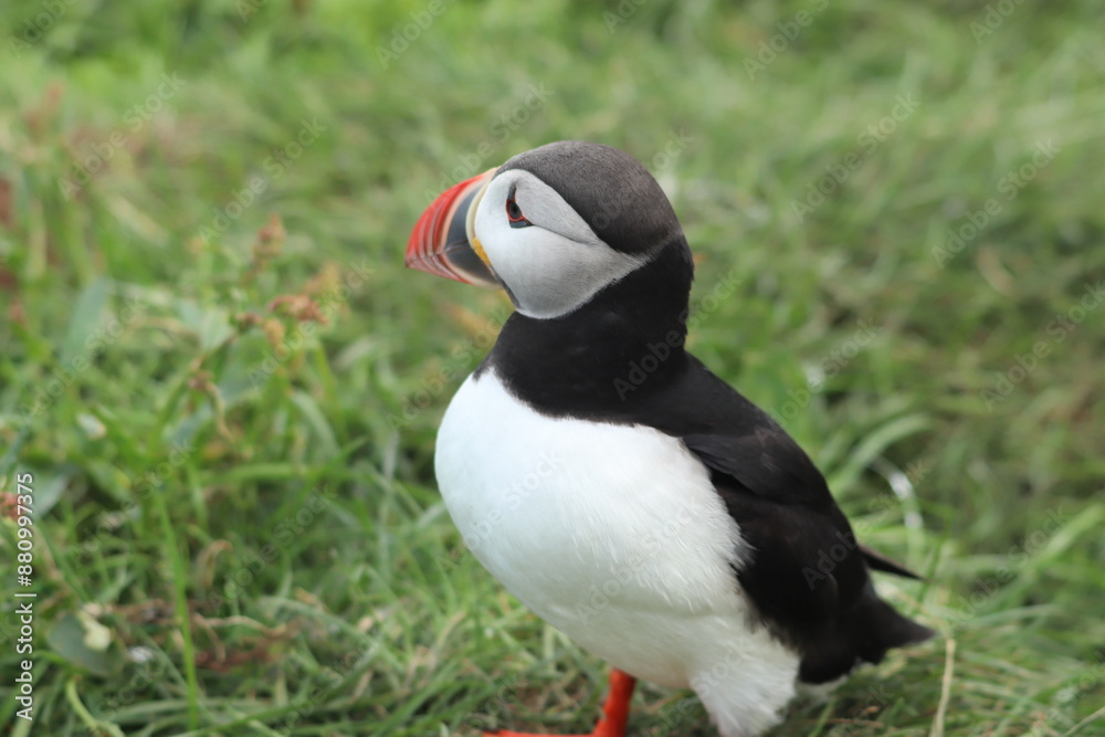 Puffin Colony at Borgarfjörður eystri, Iceland Puffin Colony at Borgarfjörður eystri, Iceland