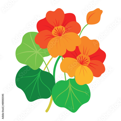 White backdrop with vector Nasturtium