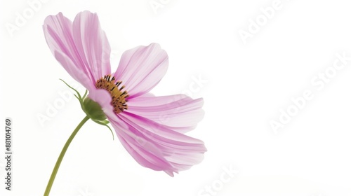 Cosmos bipinnatus flower against a clean, white background