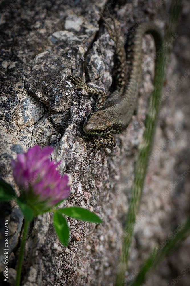 Wall lizard on a weathered concrete block with clover blossom.