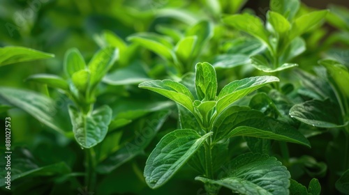 Close up indoor view of Stevia rebaudiana plant leaves in daylight