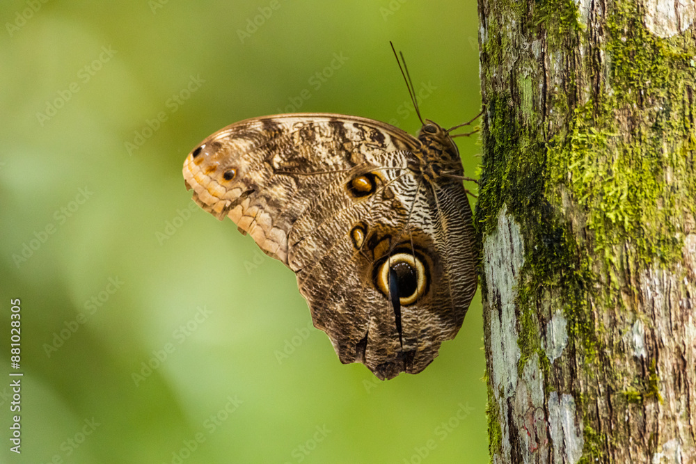 Mariposa em uma árvore / Moth in a tree Mariposa em uma árvore / Moth in a tree