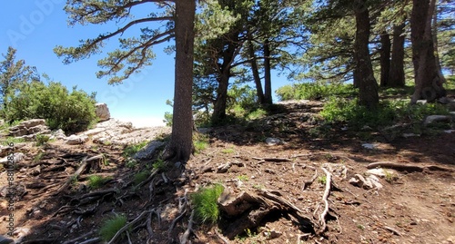 Forest trail
