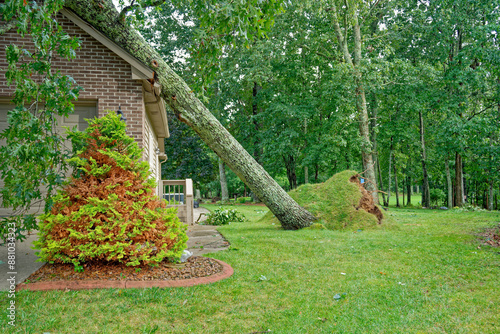 Tree fallen on a house