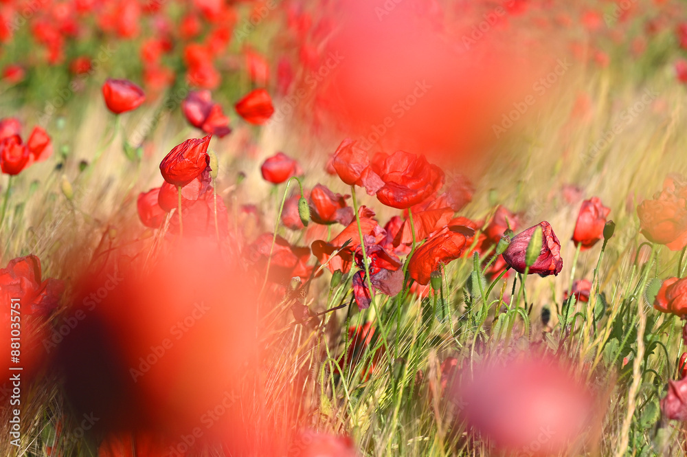 A natural blossom blooming red poppy poppies flower in a wheat field meadow in summer in Spain. A natural blossom blooming red poppy poppies flower in a wheat field meadow in summer in Spain.