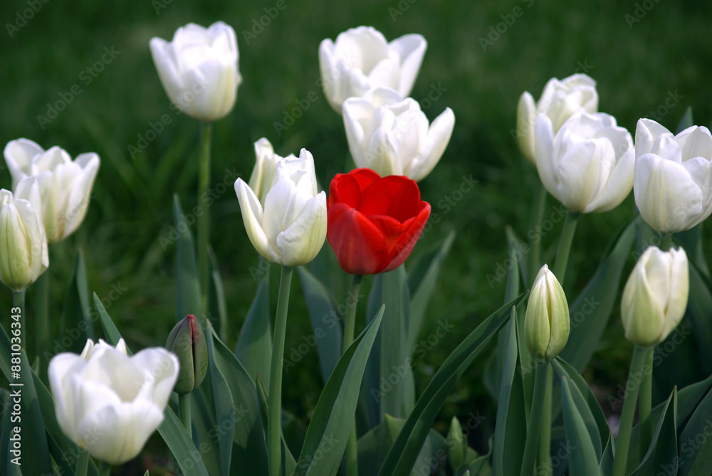 Red Flower in White Flowers Red Flower in White Flowers