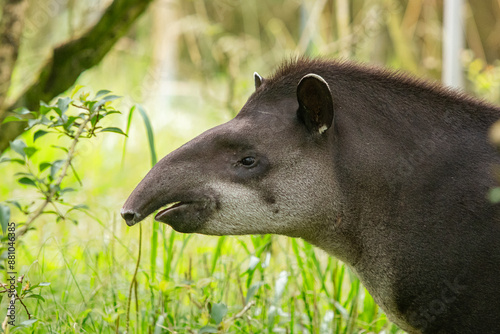 Bild auf Leinwand Anta brasileira em um campo de ameixas / 
Brazilian tapir in a plum field