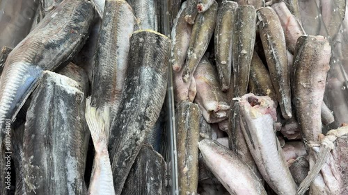 frozen fish in the fridge