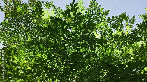 Low angle moringa leaf. 4K moringa olifiera