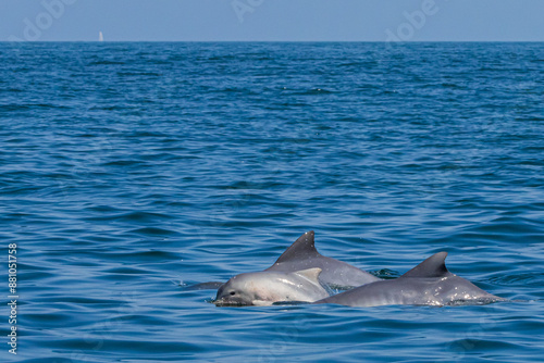 Boto-cinza saltando em perseguição / Guiana Dolphin jumping in pursuit