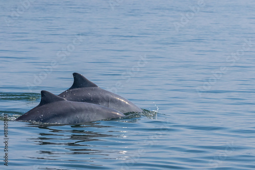 Boto-cinza saltando em perseguição / Guiana Dolphin jumping in pursuit