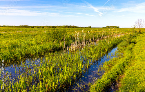 Panoramic view of Biebrza river grassy wetlands with trees and wild stork bird in Mscichy Village in near Radzilow town in Poglaskie region of Poland photo